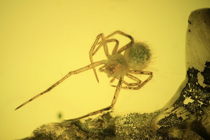 Fossil Spider (Araneae) In Baltic Amber #120593